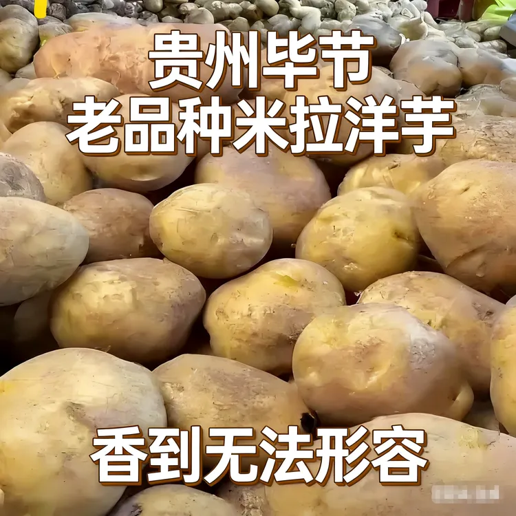 贵州纳雍老品种米拉黄心洋芋农家自种软糯沙面口感美味