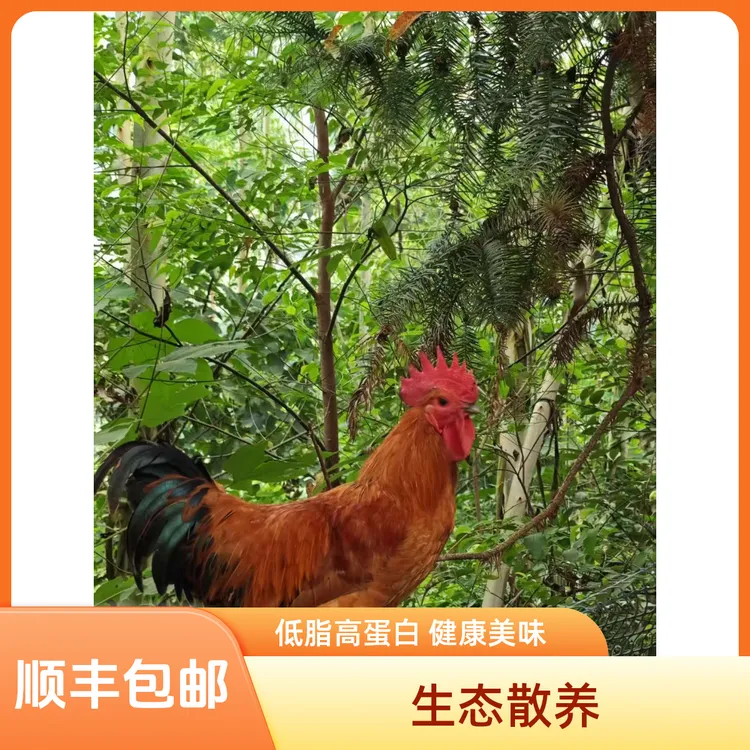 新鲜营养健康美味的散养200天生态散养低脂高蛋白大公鸡-土鸡