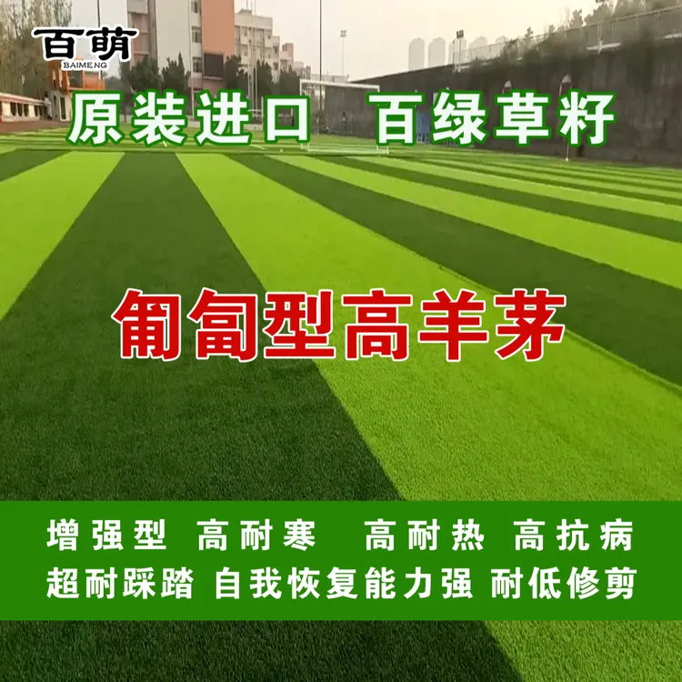 草坪救星Turf Saver RTF匍匐型根茎高羊茅种子 四季青草坪种子