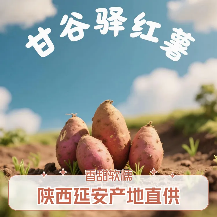 【延安甘谷驿红薯】细腻无丝香甜软糯陕北甘谷驿红薯白玉薯白心番薯