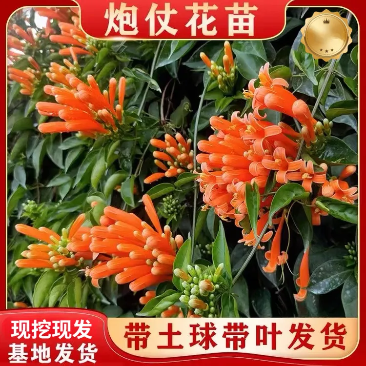 爬藤植物炮仗花苗盆栽四季常绿爬藤植物攀爬植物庭院围墙垂吊花苗商品图