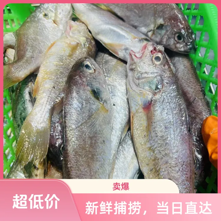 深海野生杂鱼(黄姑鱼)顺丰包邮2斤二二