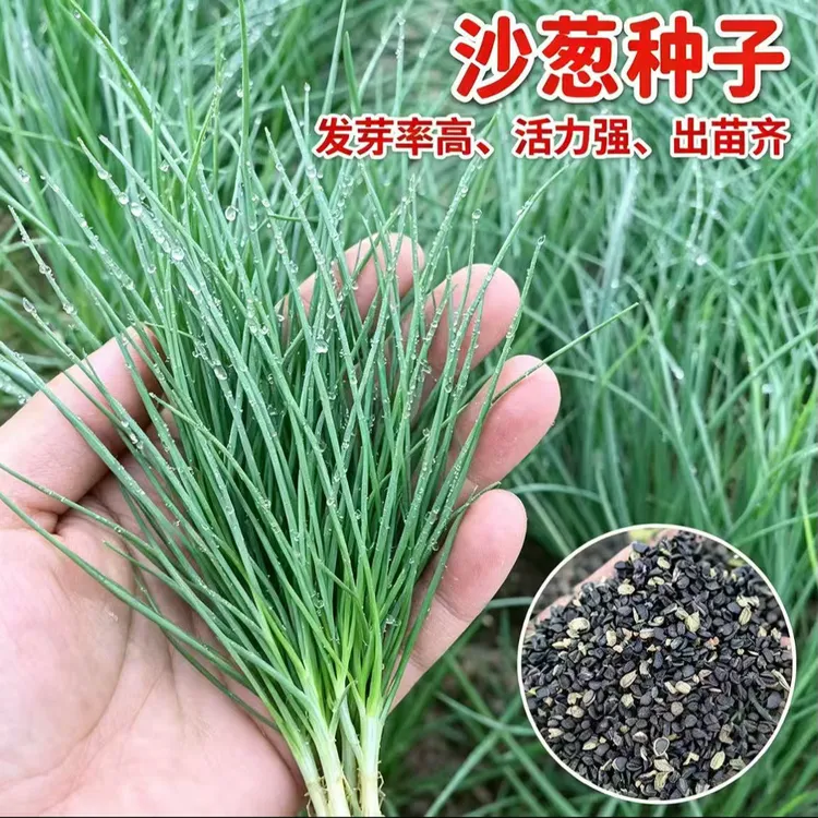 F【沙葱种子】阳台易种盆栽种植商品图