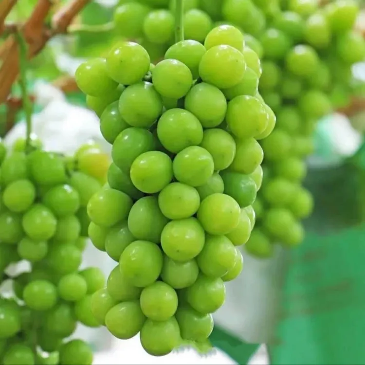 【抢！2棵】葡萄树苗易活种植南北方盆栽地载果蔬苗木商品图