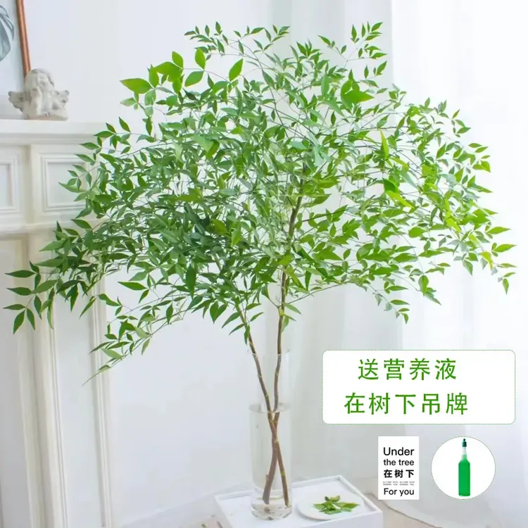 国产南天竹水培插花绿植盆栽客厅室内家居装饰办公桌面禅意马醉木