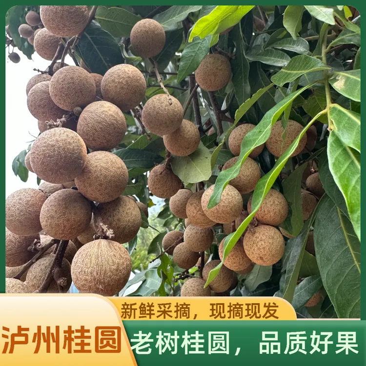 【川渝专享】四川泸州晚熟龙眼 【桂圆】 百年老树  新鲜采摘口感香甜