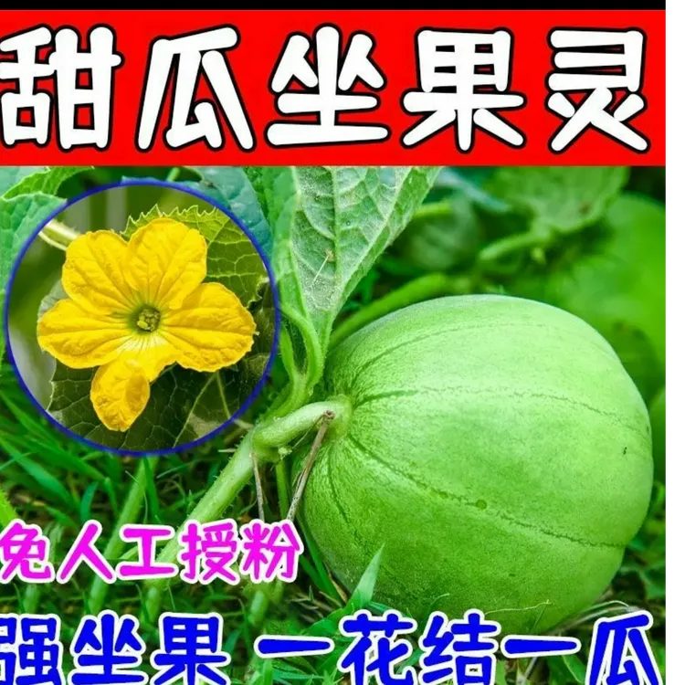 甜瓜专用座果王强力授粉产品增收功能香瓜授粉剂专用