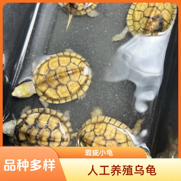 黄喉龟陆地养殖半水龟观赏龟宠物龟瑕疵龟游戏龟