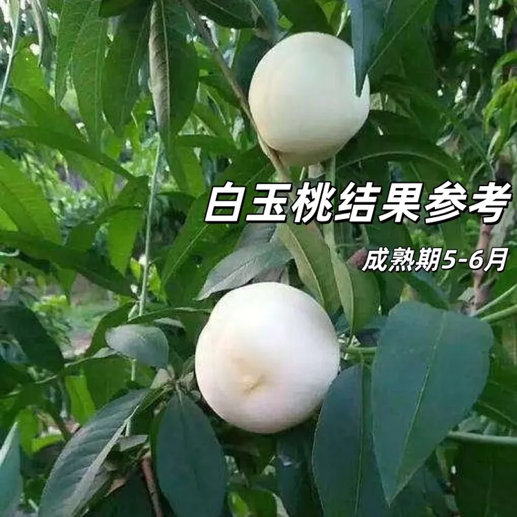 大果白玉桃苗南北方种植盆栽地栽庭院桃树新品种树苗