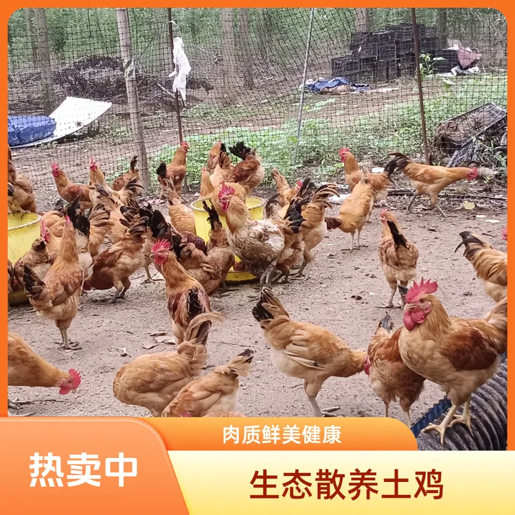 一年以上散养鸡活鸡，纯粮喂养，无添加，无机素，真空包装，顺丰包邮