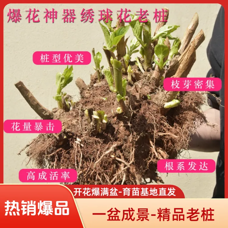 【绣球花老桩】无尽夏精品耐活大苗庭院阳台盆栽易活花卉植物易种活