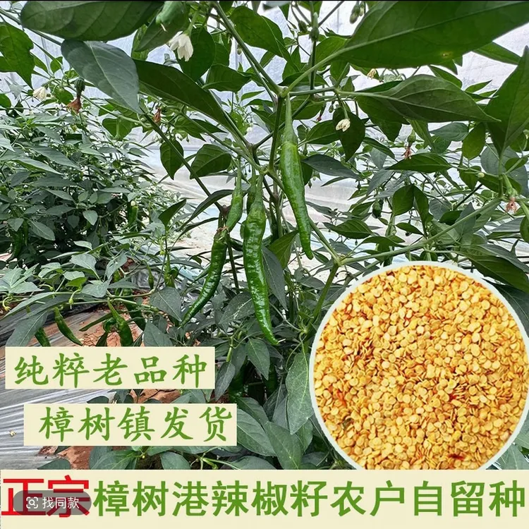 四季正宗樟树港椒种籽樟树高产辣椒种子优质辣椒种子新种春秋播种商品图