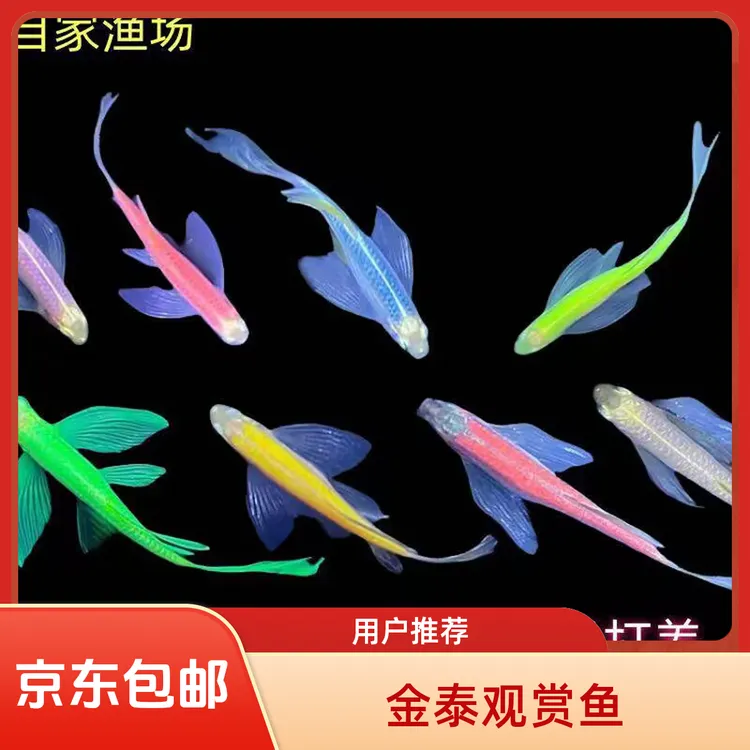 蝶翼斑马鱼小金鱼多彩鱼热带小型鱼淡水好养耐活观赏鱼小型观赏鱼
