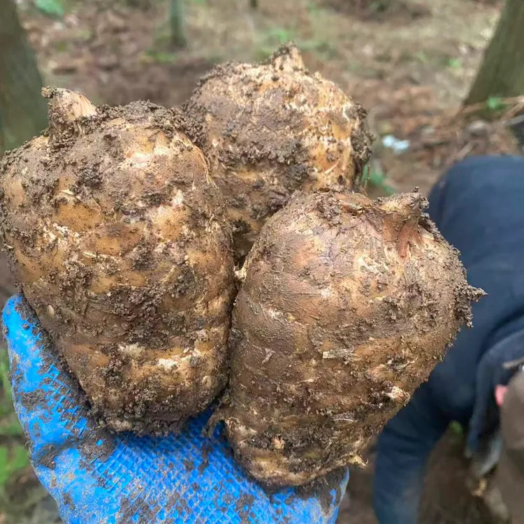 乌蒙高山原始森林孕育高品质乌天麻 原生态滋补珍品