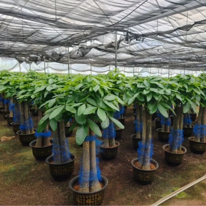 平头发财树室内大盆栽开业乔迁新居优选绿植