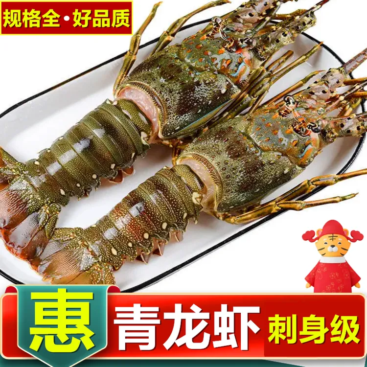 大青龙整箱波士顿大龙虾澳龙鲜活10只小青龙虾500g批发非顺丰包邮