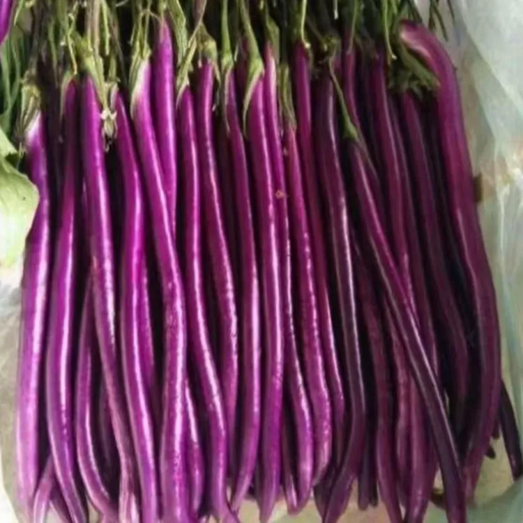 特长茄种子紫红种子种子外皮清香软糯小院