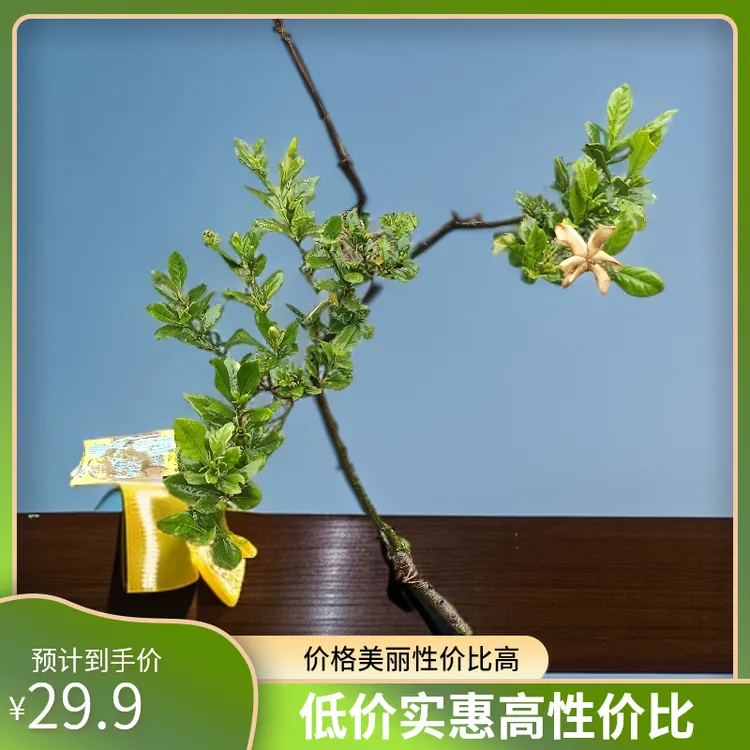 重瓣栀子花盆栽白色四季开花室内绿植小叶独杆栀子花带土球