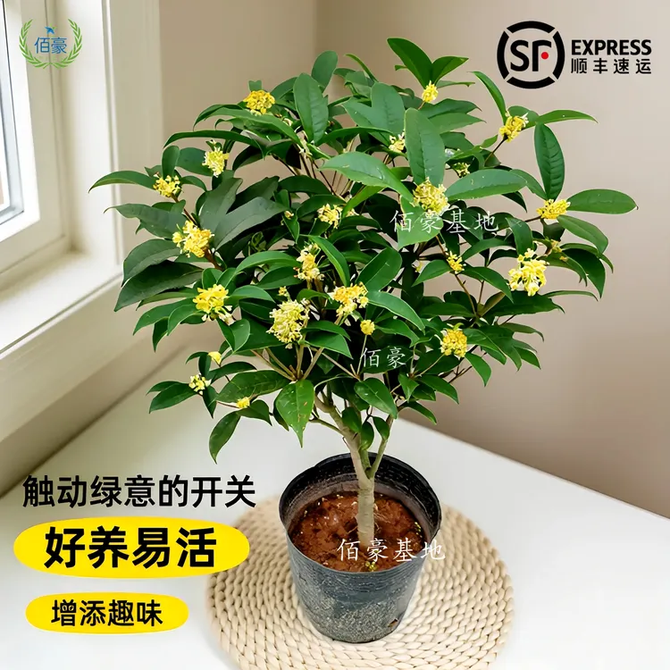 佰豪基地精选原盆四季桂花盆栽浓香型花期长室内盆景阳台绿植好养