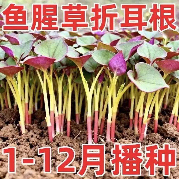 鱼腥草种子折耳根种子四季种植阳台庭院盆栽地载泡沫箱蔬菜种植商品图