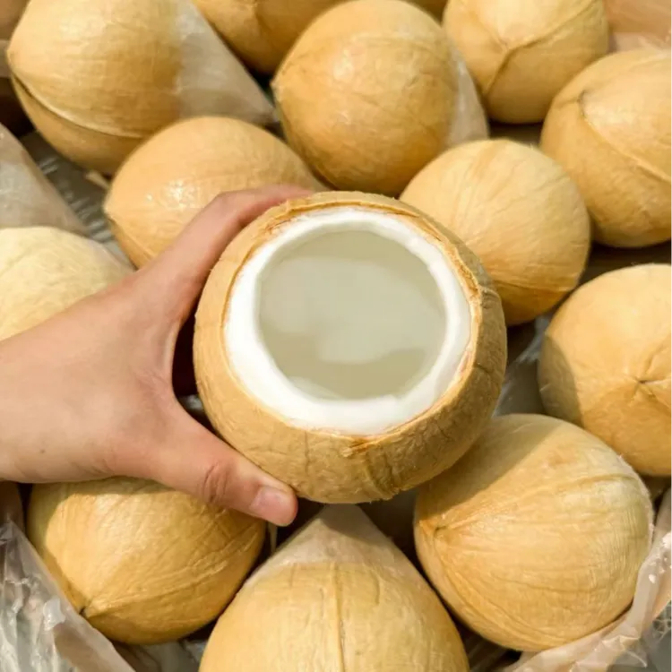 T泰国丹嫩沙多核心产区椰皇6-9颗装（400-600g/颗）顺丰包邮