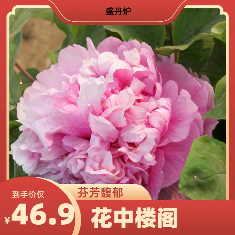 盛丹炉汉牡丹园牡丹花卉重瓣大花