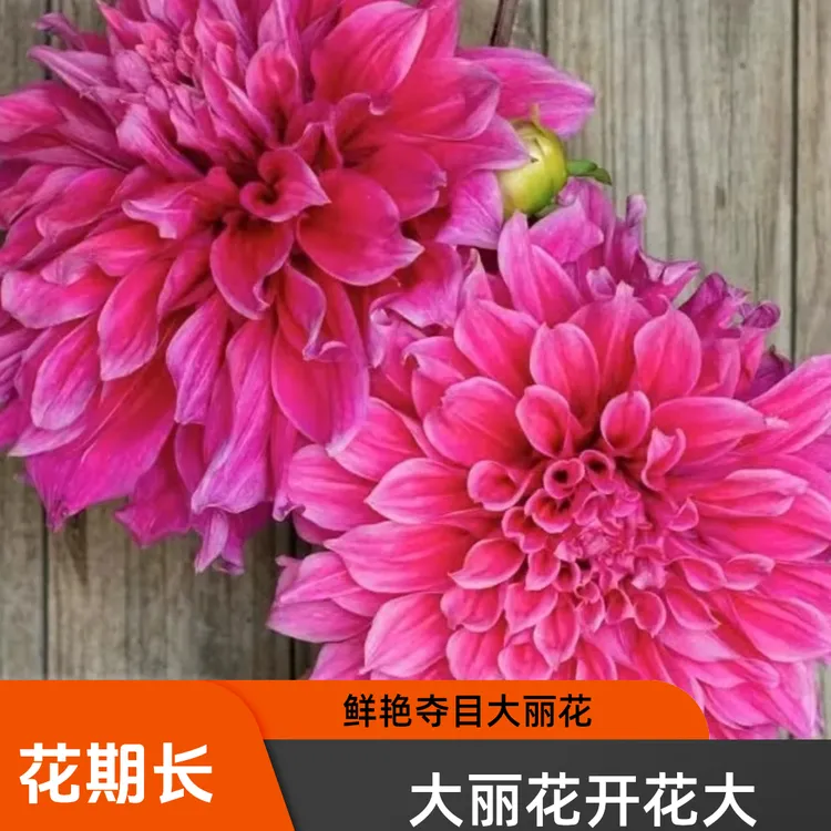 直播花卉大丽花多年生球根花卉室内庭院阳台年年开花大丽花种球