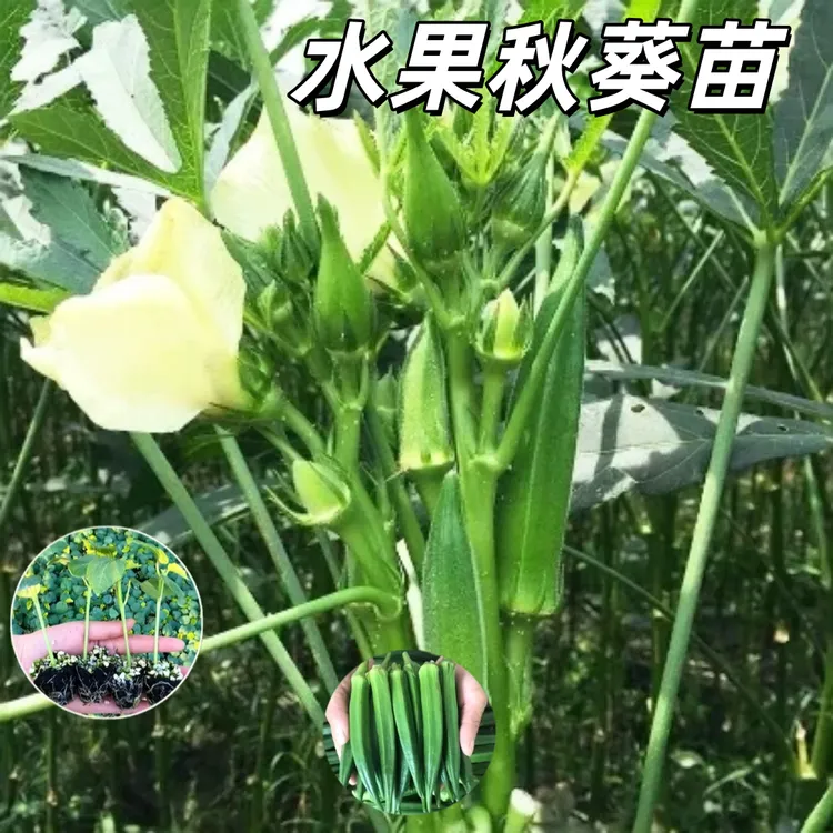 水果秋葵苗 营养价值高的蔬菜 秋葵 阳台庭院四季皆可种植商品图