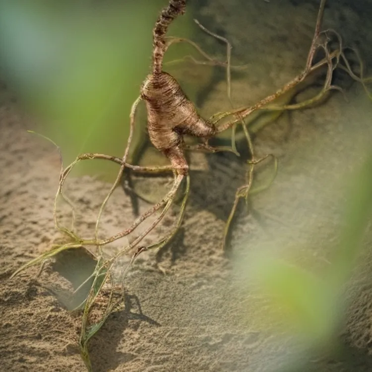 《2》长白山新鲜现挖林下参