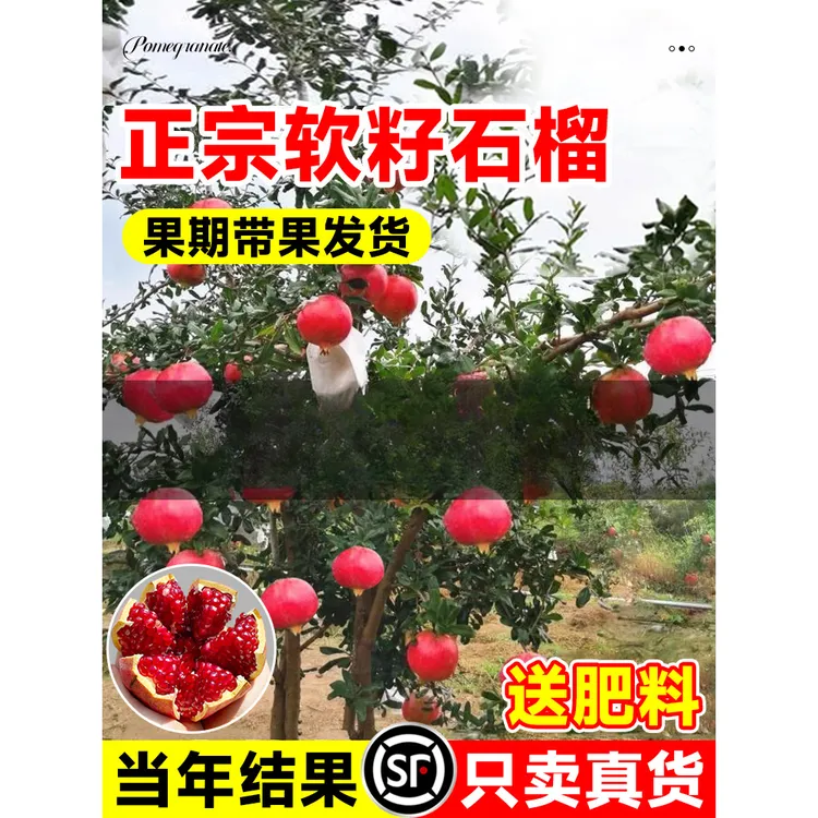 2-3年苗买1送2】石榴树苗嫁接突尼斯软籽石榴蒙阳红石榴苗盆栽地栽