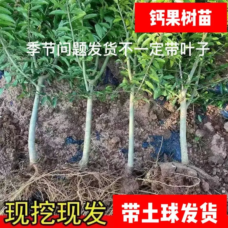 无核冰糖钙果树苗纯甜钙果苗耐寒耐热高钙果树苗商品图