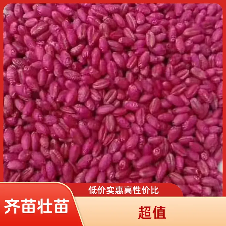 正品小麦齐苗壮苗包衣大厂家叶面肥