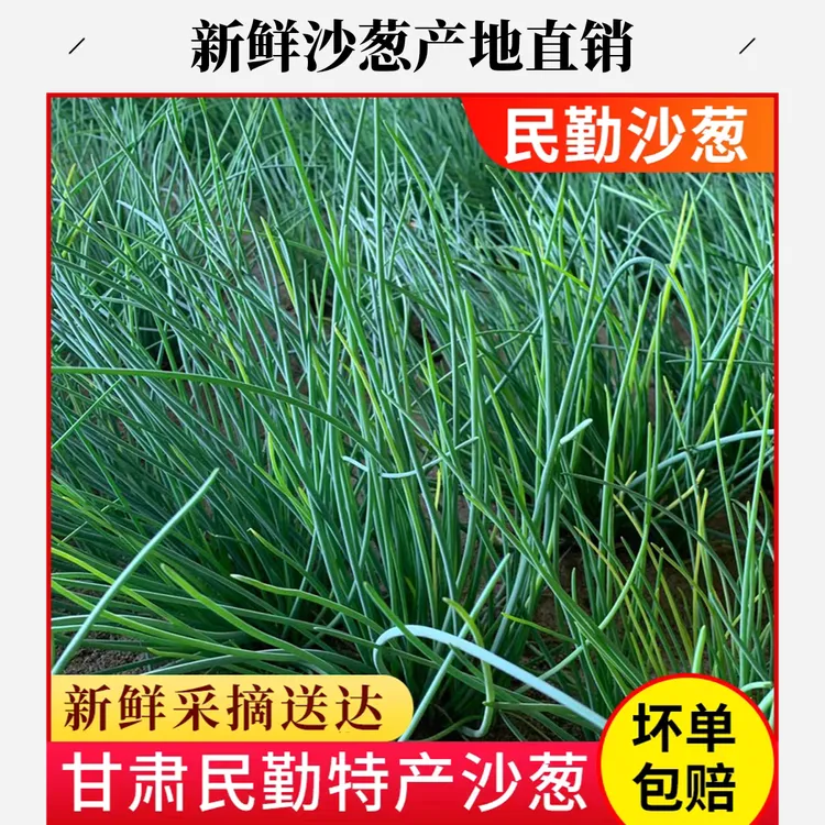 【顺丰包邮】新鲜沙葱产地直销民勤特产顺丰包邮脆嫩辛香爽口蔬菜