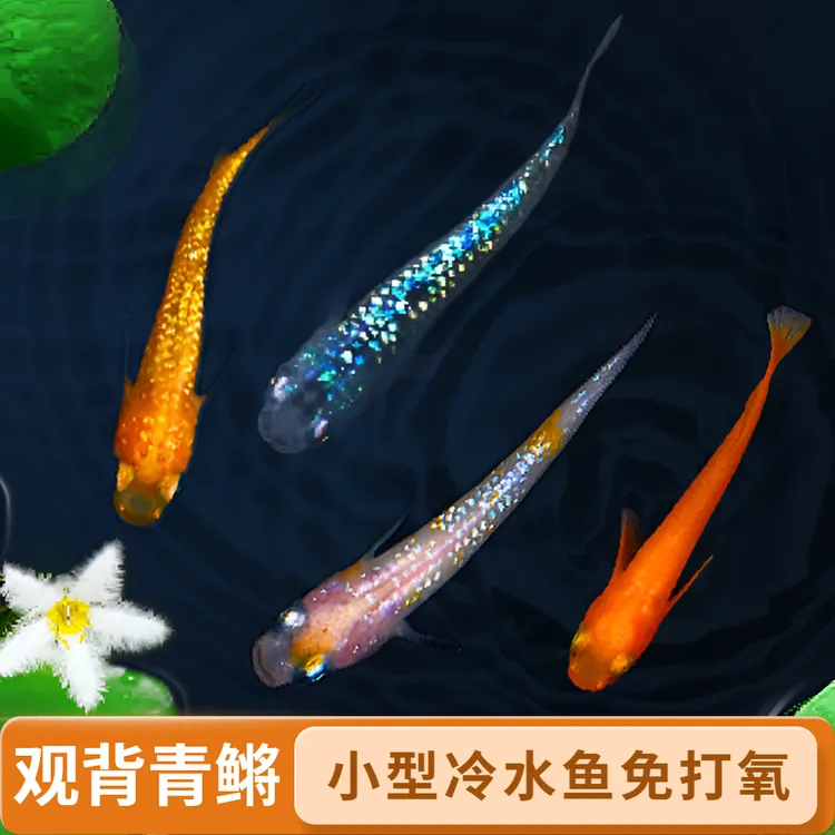 观背青鳉小型冷水观赏鱼不打氧好养活适合新手养鱼活体宠物淡水鱼