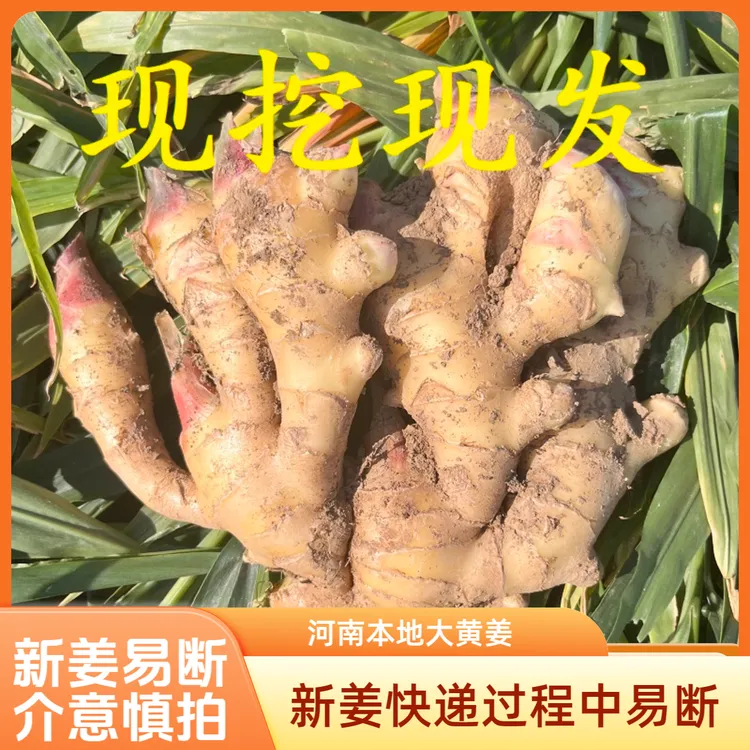 【二嫂专属】新鲜现挖2025年河南大姜大黄姜5斤装微带土红芽嫩姜