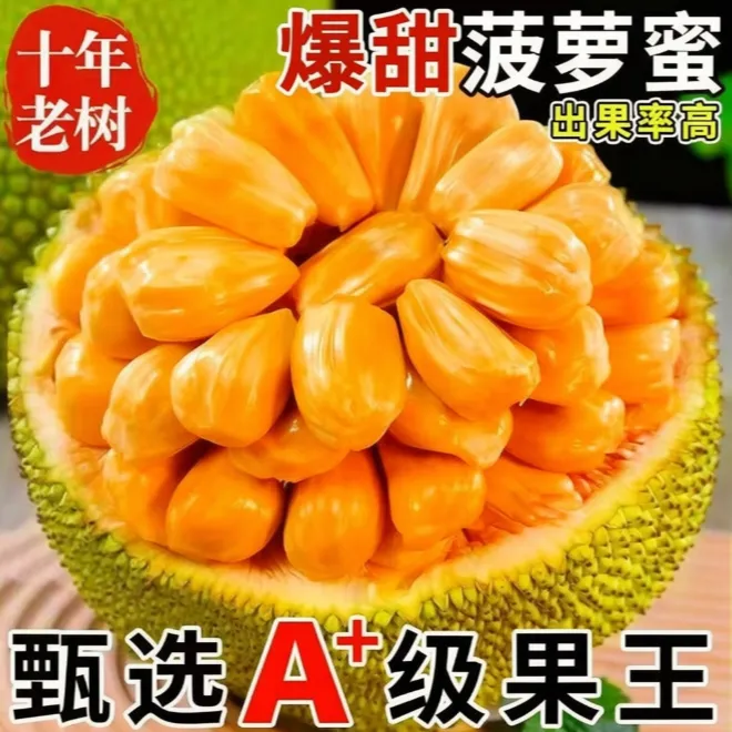 海南5号菠萝蜜热带新鲜黄肉木菠萝爆甜一整个红肉水果非印尼红