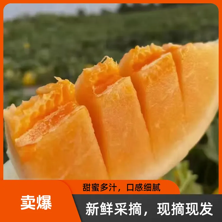 【销量专属】甘肃民勤蜜瓜 金红宝高甜多汁