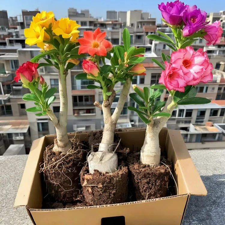 沙漠玫瑰盆栽重瓣带花苞特大号多肉植物室内绿植精品十年老桩盆景