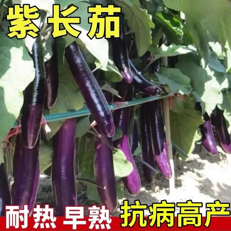 茄子秧苗带土发货紫长茄子苗黑长茄苗杭茄苗紫圆茄菜苗高产苗栽商品图