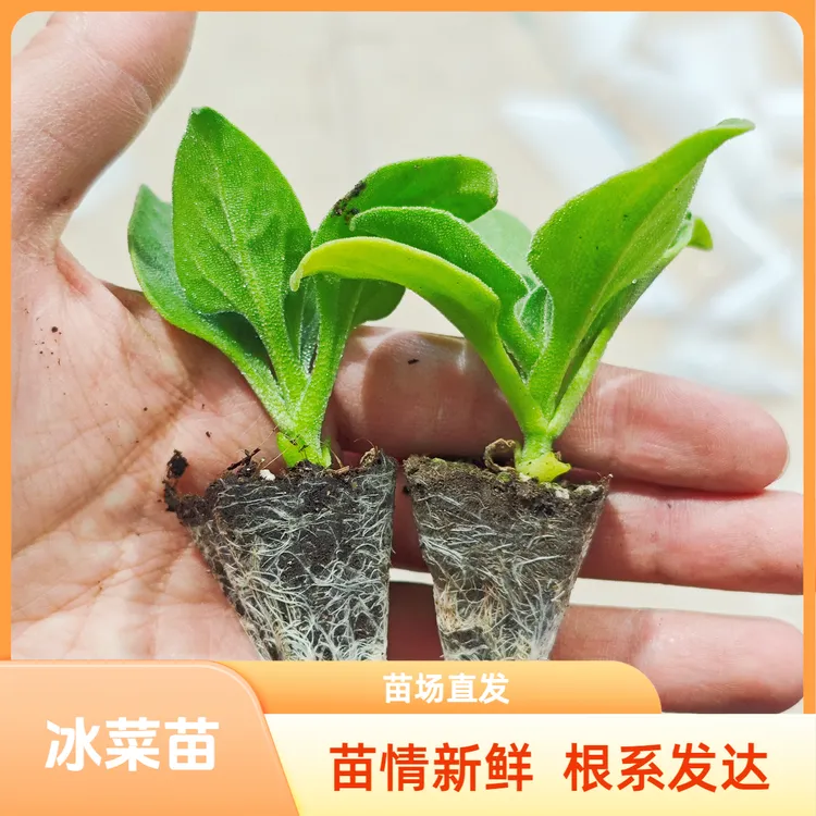 冰菜苗冰草苗日中花大叶蔬菜冰菜秧苗寿光种苗苗厂直发穴盘苗直播