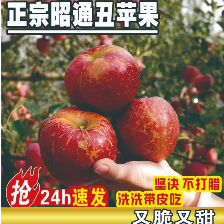 正宗云南昭通冰糖心丑苹果产地直发脆甜多汁露天种植高海拔红富士商品图