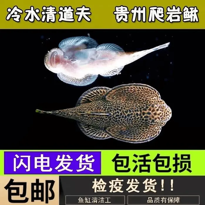 贵州原生爬岩鳅清洁鱼琵琶鼠贵爬吸鳅冷水观赏鱼玻璃缸除藻鱼