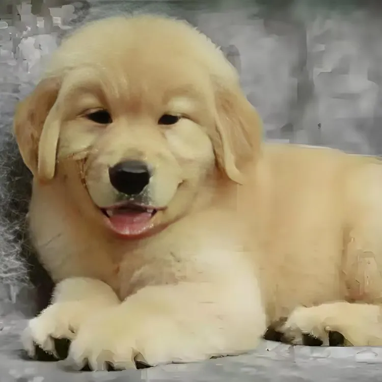 （汇杰金毛犬舍）T狗狗活体