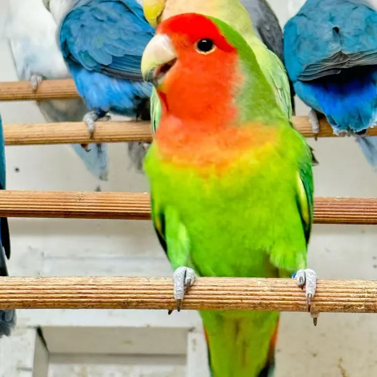 【蒙蒙】牡丹牡丹鹦鹉好喂养黄桃绿桃绿雏鸟鹦鹉观赏宠物鸟活体鹦鹉