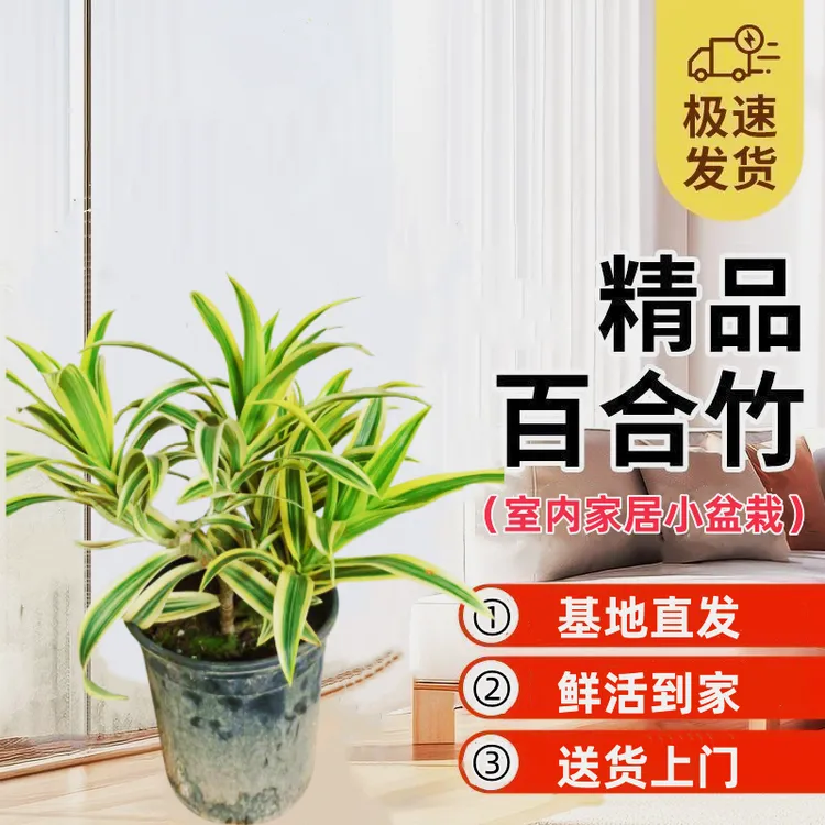 金边百合竹 室内耐阴耐晒好养办公摆放庭院种植观叶绿植物盆栽