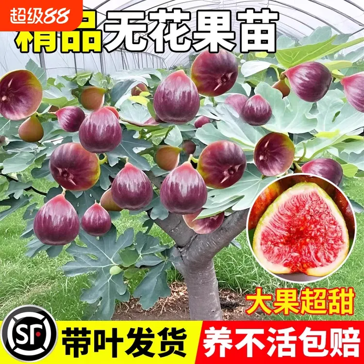 【基地直发】无花果树苗盆栽地栽特大阳台庭院四季种植当年结果苗