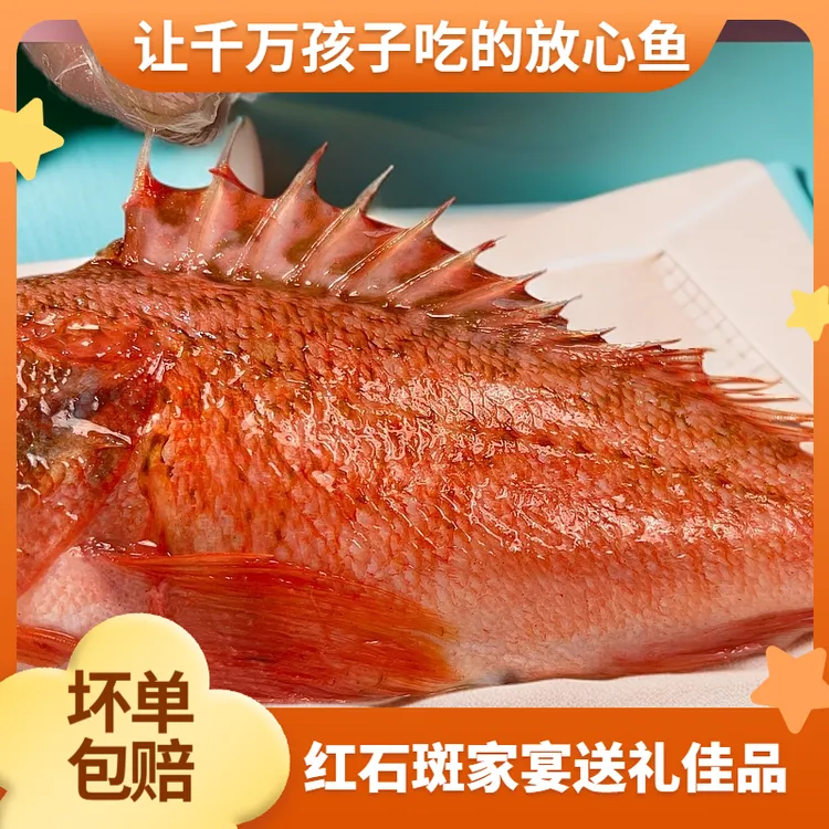 福建天然海鱼石斑鱼石狗公虎头斑黑腹鲉鱼生鲜海鲜水产速冻石九公