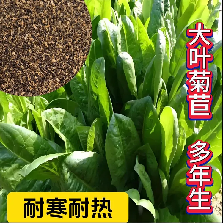 菊苣种籽耐寒将军菊苣种子四季多年生牧草喂猪牛羊马兔冬寒菜种子商品图