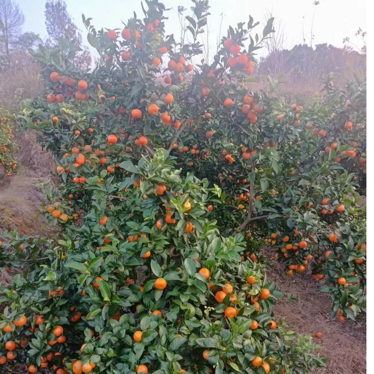广西正宗砂糖桔子橘子爆甜水果薄皮新鲜柑橘广西沙糖桔批发砂糖橘