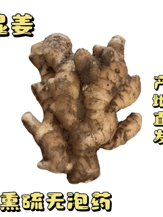 【出口品质泥姜湿姜】正宗山东窖藏大姜自家种植